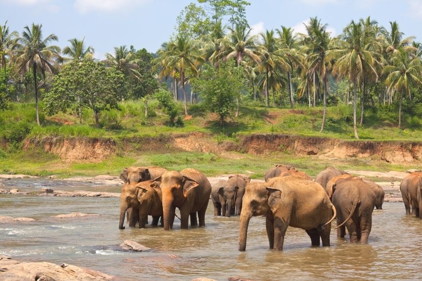 Шрі-Ланка. Національні парки